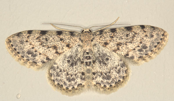/filer/webapps/moths/media/images/N/nigrinotata_Scopula_A_Heyns_01.jpg