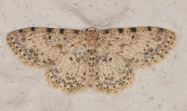 /filer/webapps/moths/media/images/N/nigrinotata_Scopula_A_Heyns_02.jpg