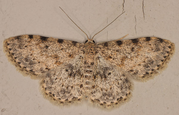 /filer/webapps/moths/media/images/N/nigrinotata_Scopula_A_Heyns_03.jpg