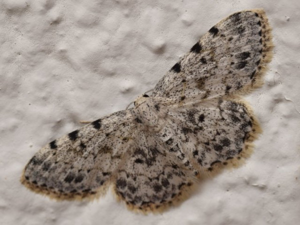 /filer/webapps/moths/media/images/N/nigrinotata_Scopula_A_Voaden.jpg