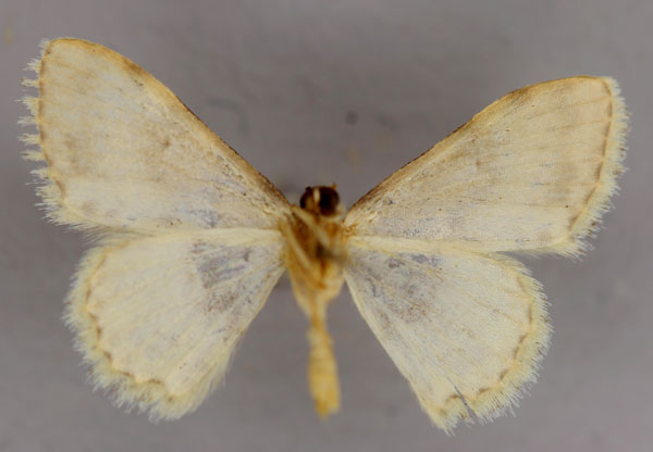 /filer/webapps/moths/media/images/N/nigrinotata_Scopula_A_ZSM_02.jpg