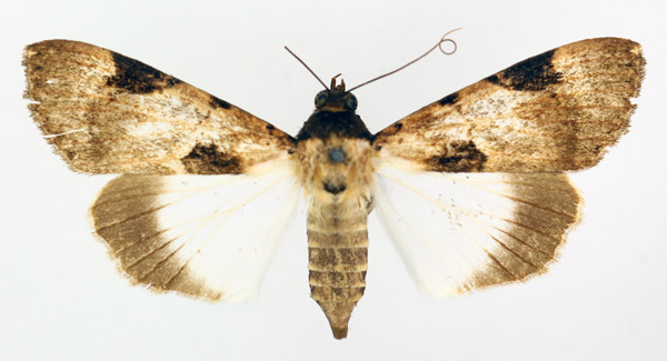 /filer/webapps/moths/media/images/N/nigrior_Audea_AF_TMSA_01.jpg