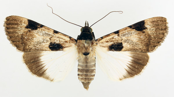 /filer/webapps/moths/media/images/N/nigrior_Audea_AF_TMSA_02.jpg