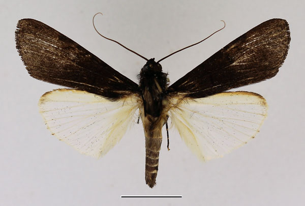 /filer/webapps/moths/media/images/N/nigrior_Audea_AM_Basquin_02.jpg