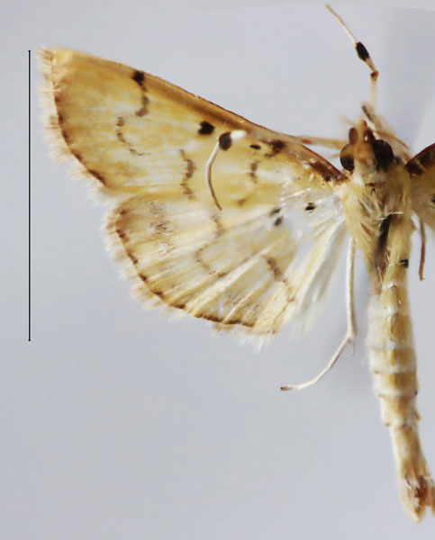 /filer/webapps/moths/media/images/N/nigripalpalis_Herpetogramma_HT_ZSM.jpg
