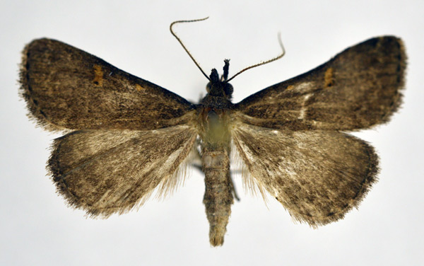 /filer/webapps/moths/media/images/N/nigripalpis_Naarda_A_NHMO.jpg