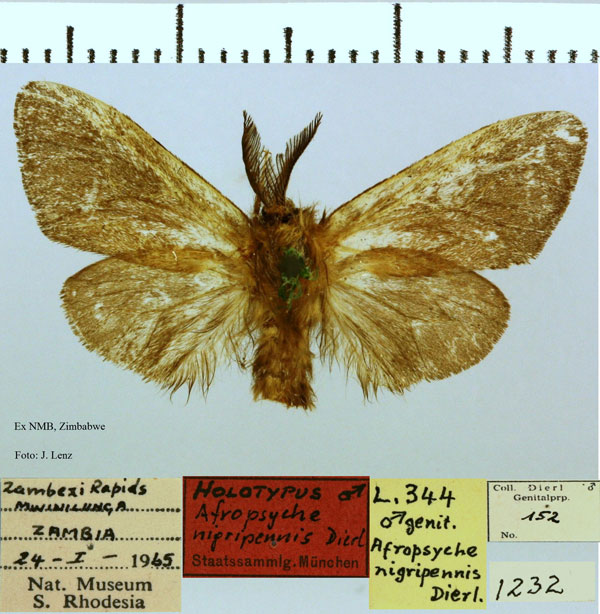 /filer/webapps/moths/media/images/N/nigripennis_Afropsyche_HT_NMB.jpg