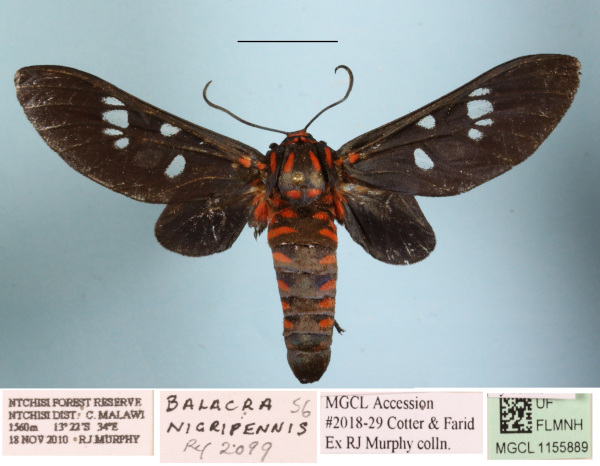 /filer/webapps/moths/media/images/N/nigripennis_Balacra_A_MGCLa_01.JPG