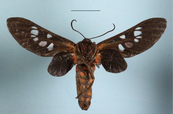 /filer/webapps/moths/media/images/N/nigripennis_Balacra_A_MGCLb_01.JPG