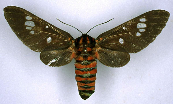 /filer/webapps/moths/media/images/N/nigripennis_Balacra_ST_ZMHB_01.jpg