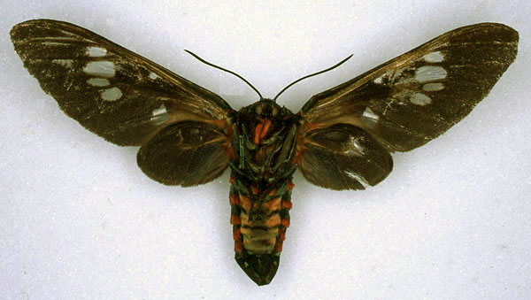 /filer/webapps/moths/media/images/N/nigripennis_Balacra_ST_ZMHB_02.jpg