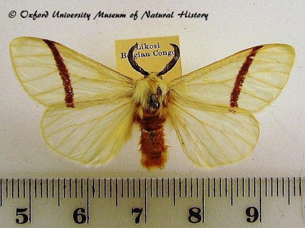 /filer/webapps/moths/media/images/N/nigripicta_Epanaphe_A_OUMNH.jpg