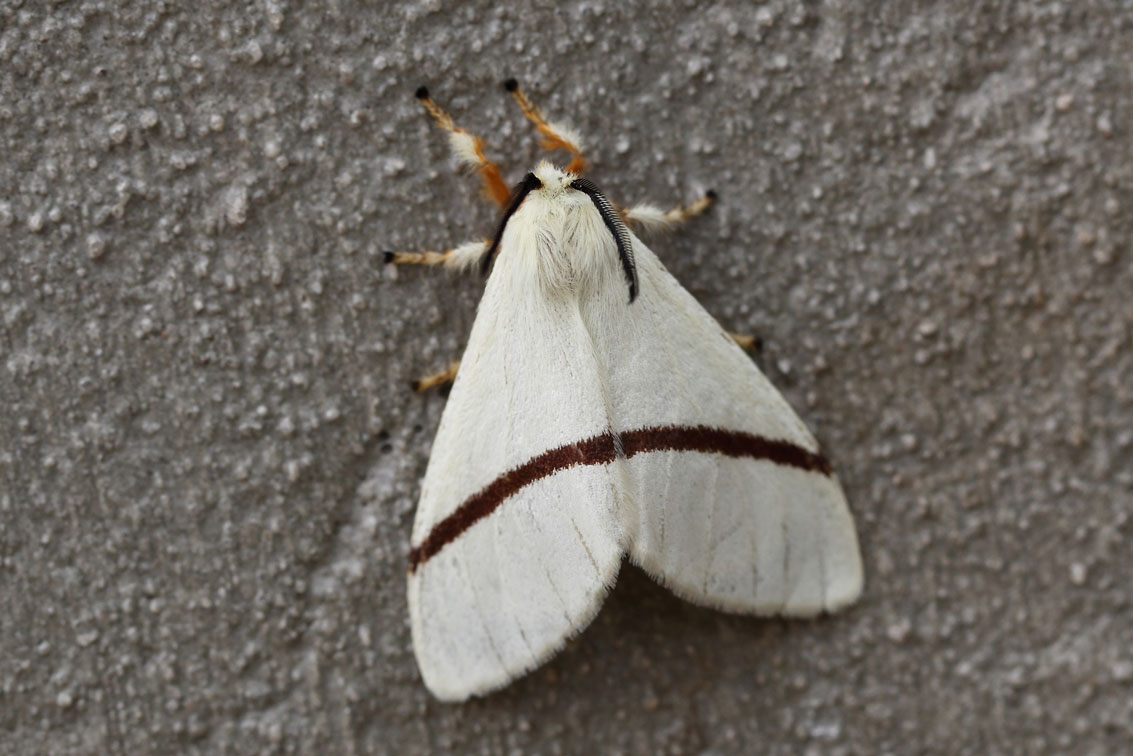 /filer/webapps/moths/media/images/N/nigripicta_Epanaphe_A_Voaden_01.jpg