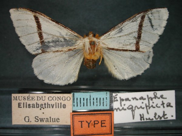 /filer/webapps/moths/media/images/N/nigripicta_Epanaphe_HT_RMCA_01.jpg