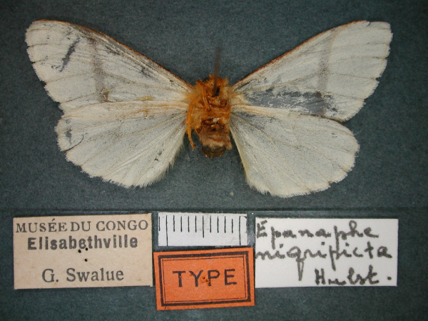 /filer/webapps/moths/media/images/N/nigripicta_Epanaphe_HT_RMCA_02.jpg