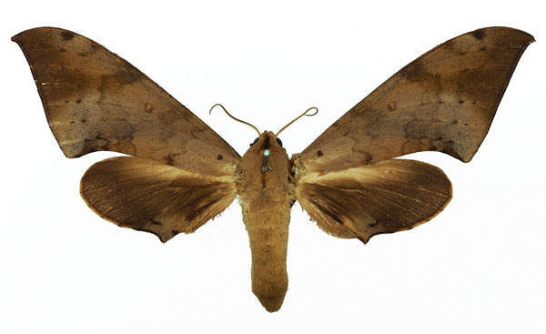 /filer/webapps/moths/media/images/N/nigriplaga_Polyptychus_AF_Basquin.jpg
