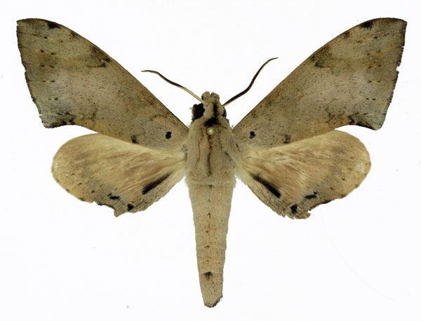 /filer/webapps/moths/media/images/N/nigriplaga_Polyptychus_AM_Basquin.jpg