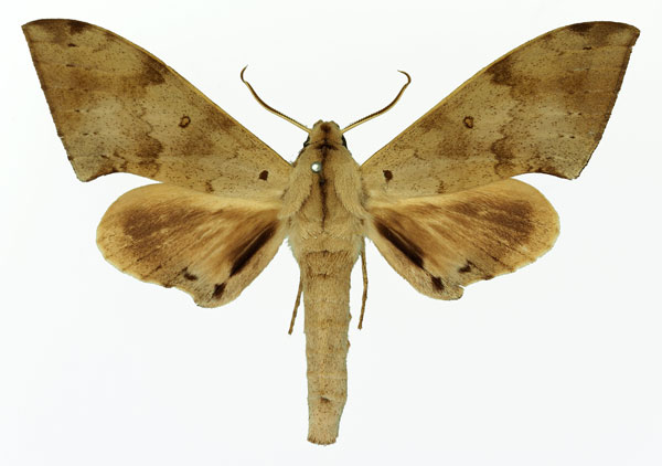/filer/webapps/moths/media/images/N/nigriplaga_Polyptychus_AM_Basquin_01a.jpg