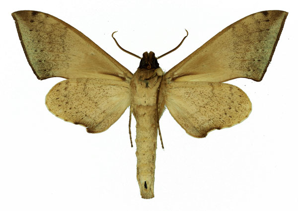 /filer/webapps/moths/media/images/N/nigriplaga_Polyptychus_AM_Basquin_01b.jpg