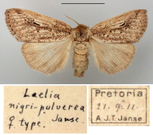 /filer/webapps/moths/media/images/N/nigripulverea_Laelia_HT_TMSA.jpg