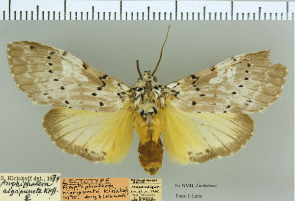 /filer/webapps/moths/media/images/N/nigripuncta_Amphiphalera_HT_NMB.jpg