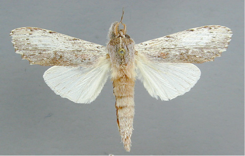 /filer/webapps/moths/media/images/N/nigripuncta_Arciera_A_RMCA.jpg