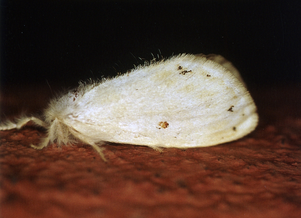 /filer/webapps/moths/media/images/N/nigripuncta_Euproctis_A_Roland_01.jpg