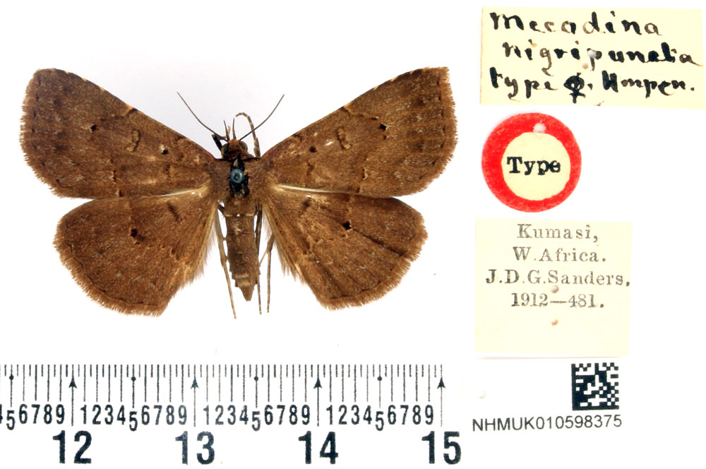 /filer/webapps/moths/media/images/N/nigripuncta_Mecodina_HT_BMNH.jpg