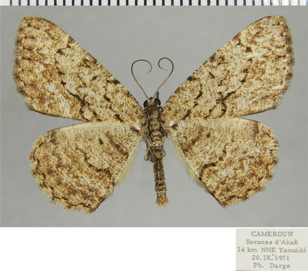 /filer/webapps/moths/media/images/N/nigripunctata_Ectropsis_AM_ZSMa.jpg