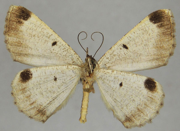 /filer/webapps/moths/media/images/N/nigripunctata_Ectropsis_AM_ZSMb.jpg