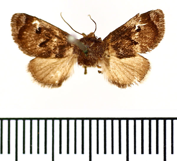 /filer/webapps/moths/media/images/N/nigrisignata_Stroteroides_AF_BMNH.jpg