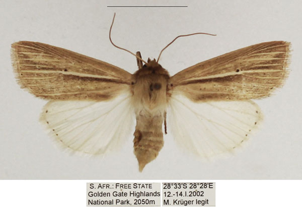 /filer/webapps/moths/media/images/N/nigrisparsa_Mythimna_AF_TMSA_01.jpg
