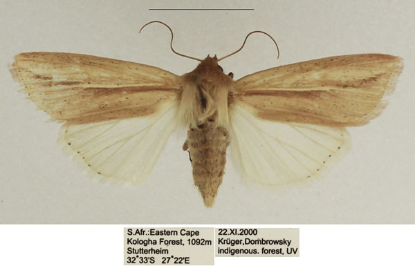 /filer/webapps/moths/media/images/N/nigrisparsa_Mythimna_AF_TMSA_02.jpg