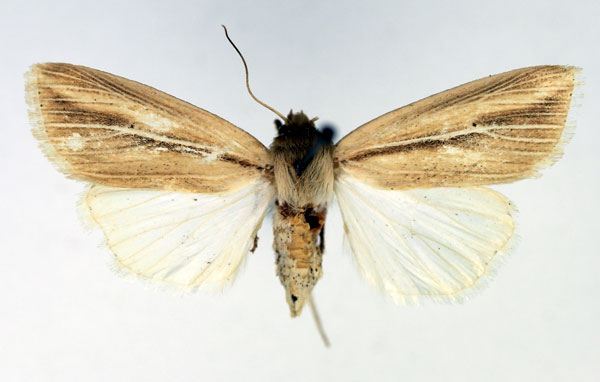 /filer/webapps/moths/media/images/N/nigrisparsa_Mythimna_AM_Aulombard.jpg