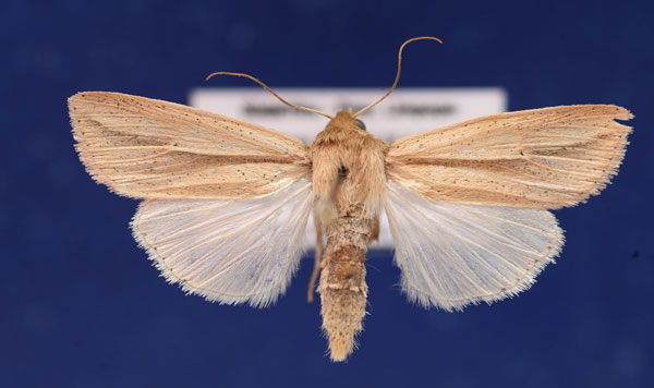 /filer/webapps/moths/media/images/N/nigrisparsa_Mythimna_AM_Schellhorn.jpg
