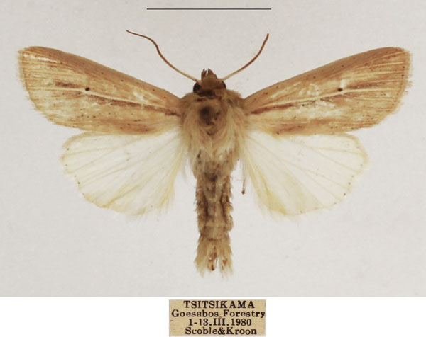 /filer/webapps/moths/media/images/N/nigrisparsa_Mythimna_AM_TMSA_01.jpg
