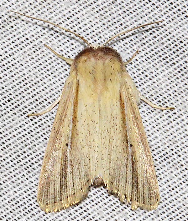 /filer/webapps/moths/media/images/N/nigrisparsa_Mythimna_A_Braun_09.jpg