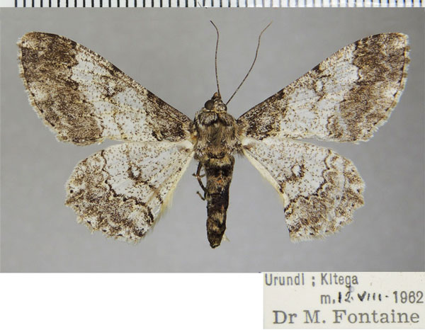 /filer/webapps/moths/media/images/N/nigrisparsalis_Cleora_AF_ZSM_02.jpg