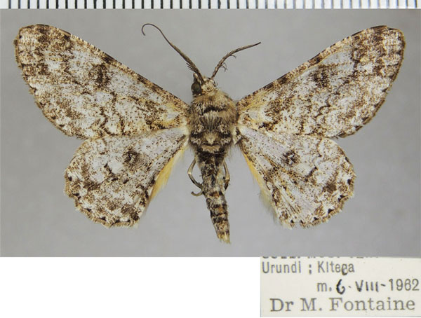 /filer/webapps/moths/media/images/N/nigrisparsalis_Cleora_AM_ZSMa.jpg