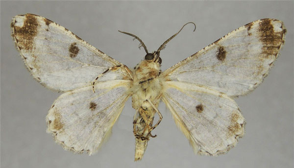 /filer/webapps/moths/media/images/N/nigrisparsalis_Cleora_AM_ZSMb.jpg