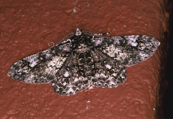 /filer/webapps/moths/media/images/N/nigrisparsalis_Cleora_A_Roland_01_WX6kHJq.jpg