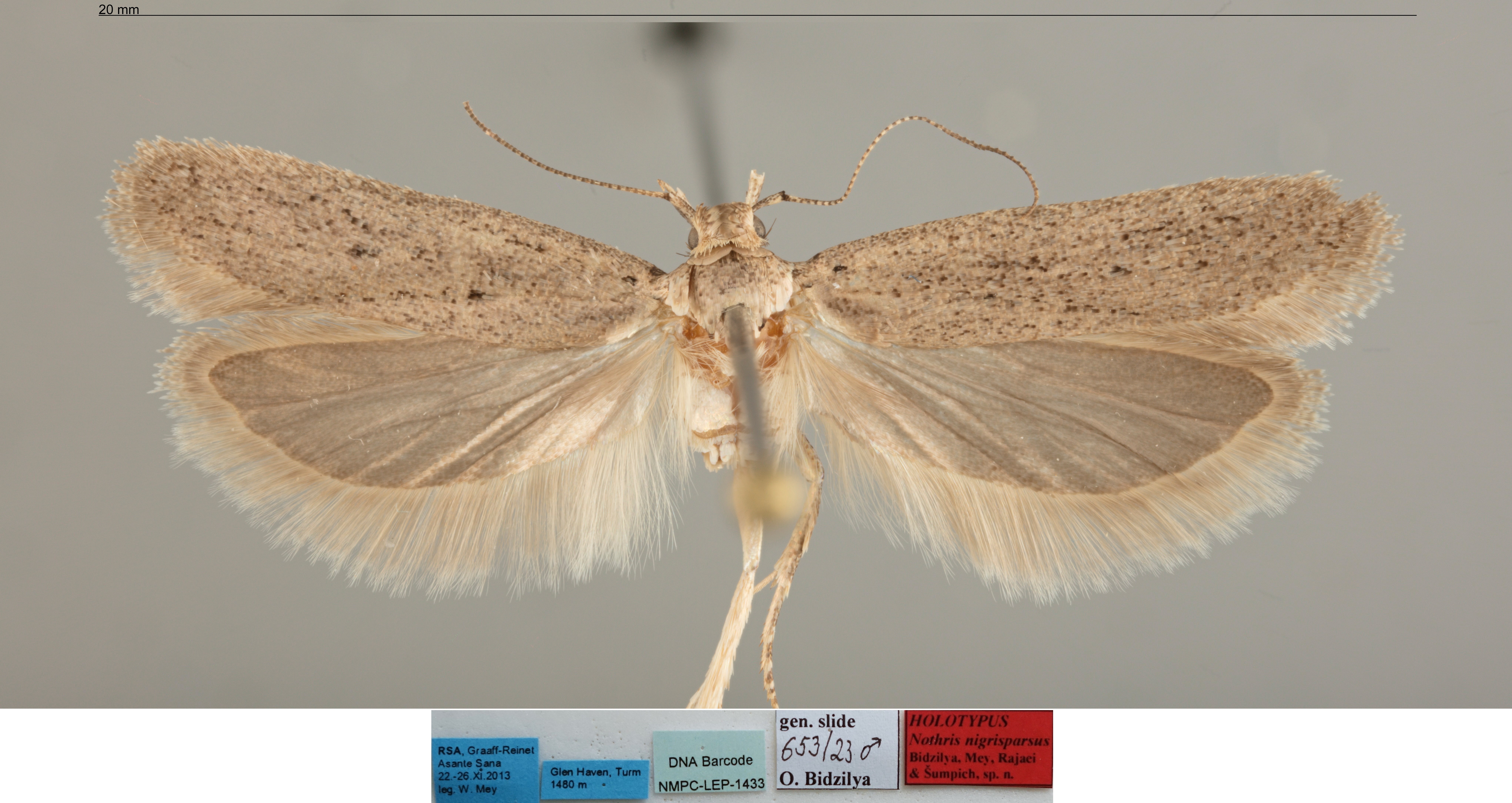 /filer/webapps/moths/media/images/N/nigrisparsus_Nothris_MHT_MfN.jpg