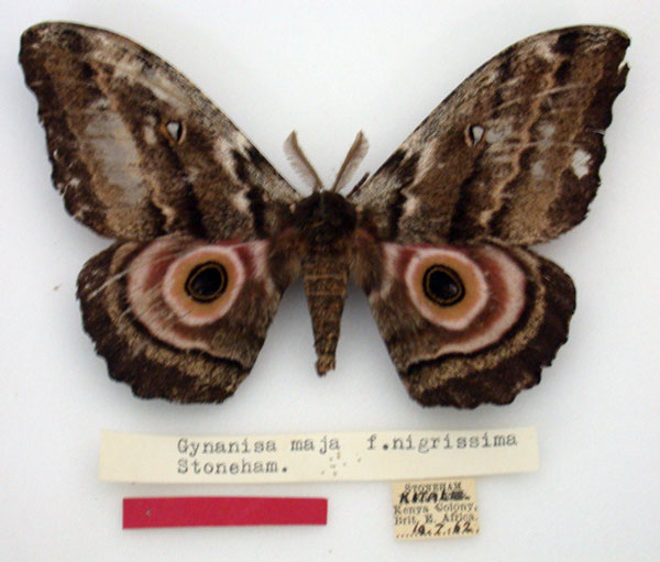 /filer/webapps/moths/media/images/N/nigrissima_Gynanisa_HT_NMK.jpg