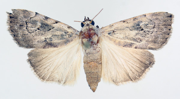 /filer/webapps/moths/media/images/N/nigristria_Hypotacha_AF_TMSA_01.jpg