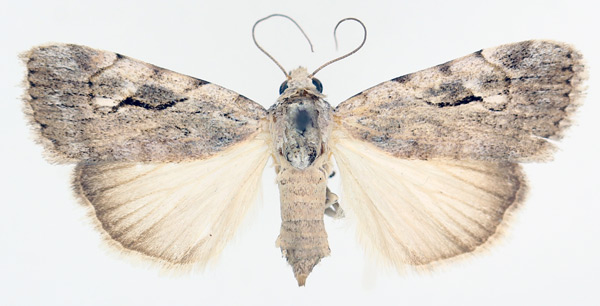 /filer/webapps/moths/media/images/N/nigristria_Hypotacha_AF_TMSA_02.jpg
