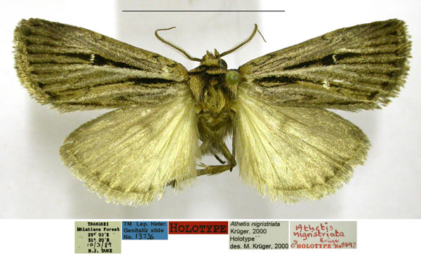 /filer/webapps/moths/media/images/N/nigristriata_Athetis_HT_TMSA.jpg