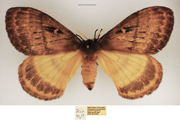/filer/webapps/moths/media/images/N/nigristriata_Tantaliana_AF_TMSA.jpg