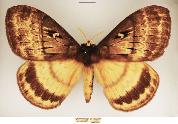 /filer/webapps/moths/media/images/N/nigristriata_Tantaliana_AM_TMSA_02.jpg