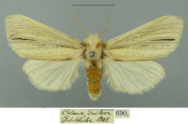 /filer/webapps/moths/media/images/N/nigristriga_Antheua_AF_MfN.jpg
