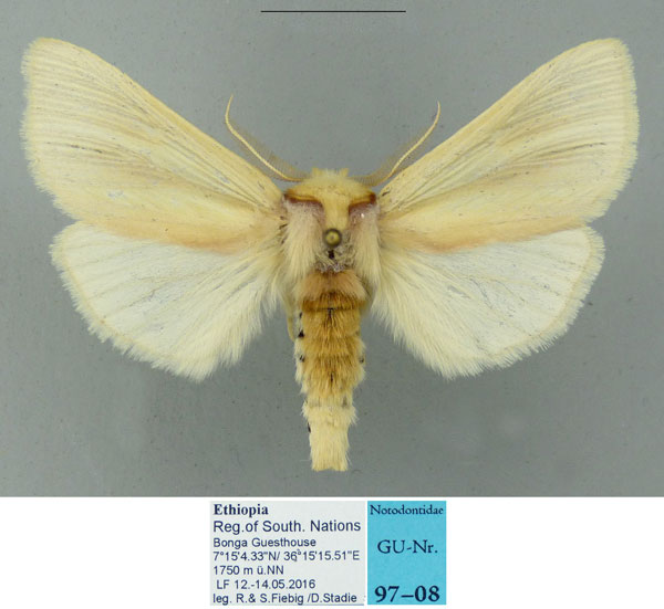 /filer/webapps/moths/media/images/N/nigristriga_Antheua_AM_Schintlmeister.jpg